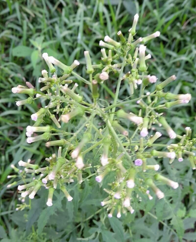 Erba bruciata valerianifolia 6