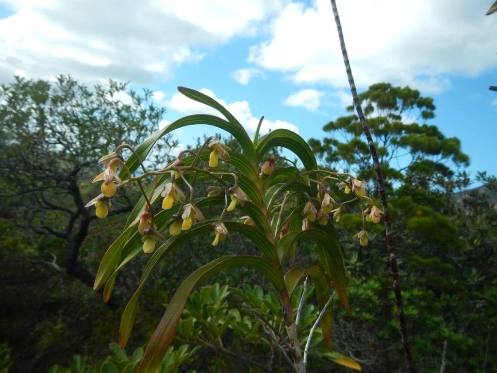 Dendrobium 6
