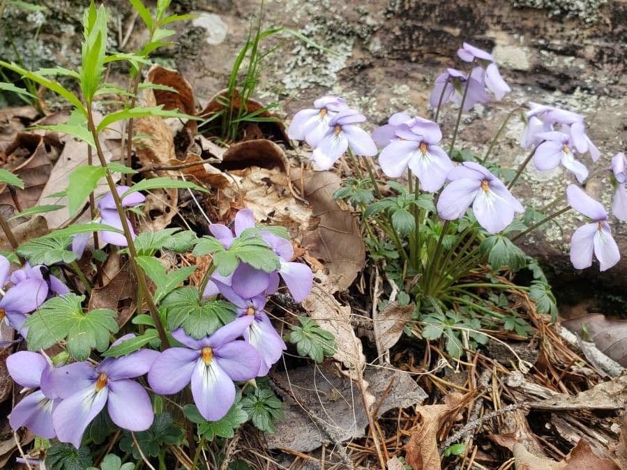 Viola pedata 2