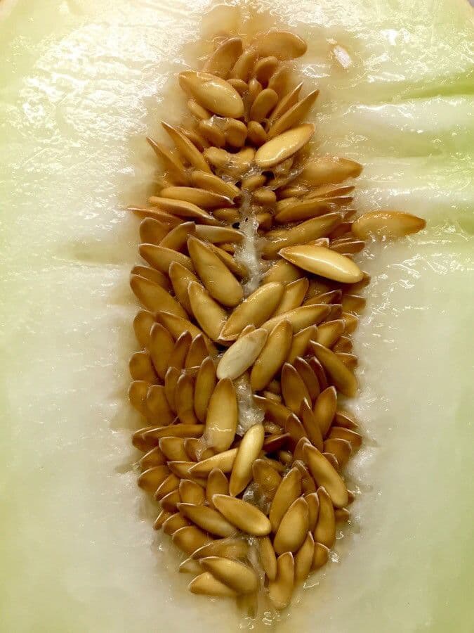 Melon 2