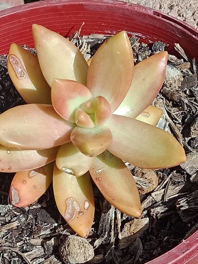 Borracina ottusa 15