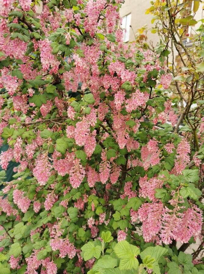 Ribes a fiori 29