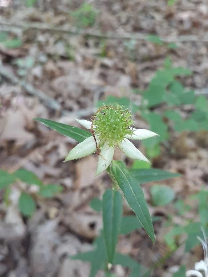 Monarda basilico 5