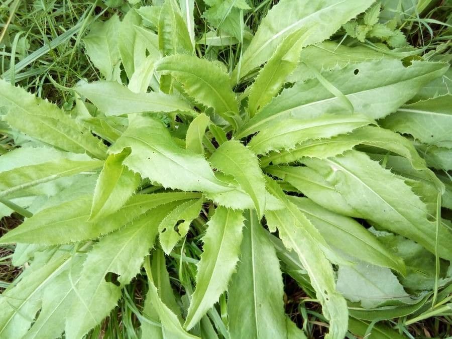 Graue Distel 13