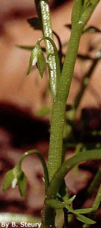 Floerkea proserpinacoides 14