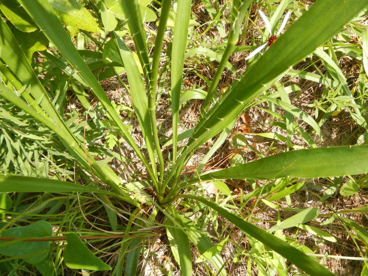 Yucca-Mannstreu 11