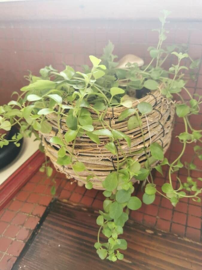 Peperomia 4