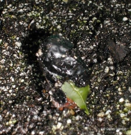 Acropogon macrocarpo 7
