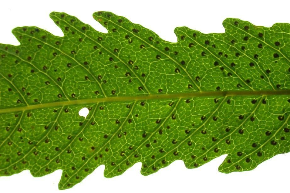 Tektaria wcinana 8
