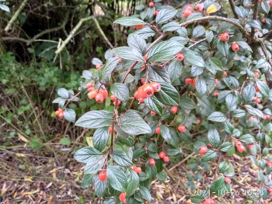 Cotoneaster di Franchet 7
