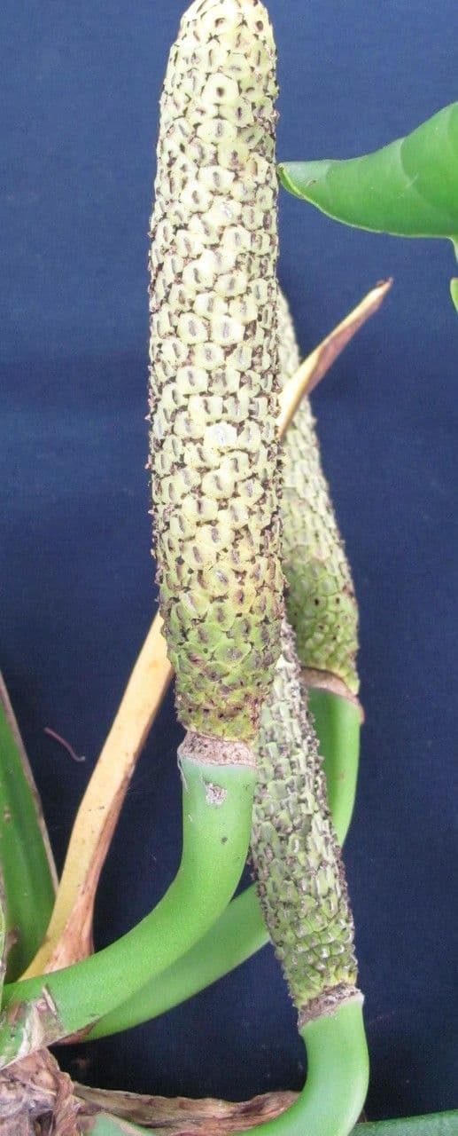 Monstera