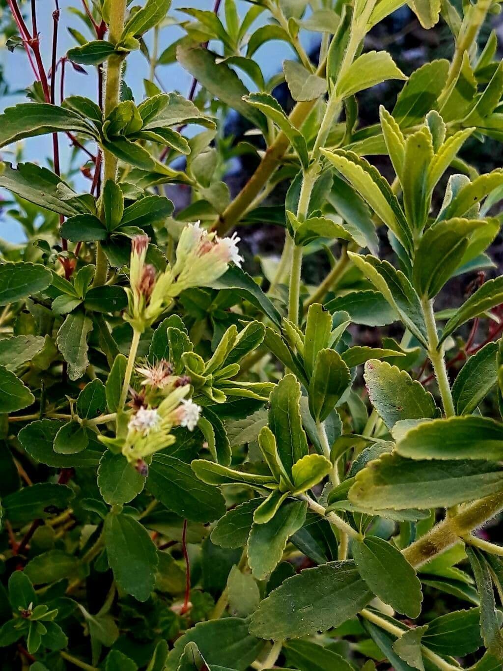 Stevia 14
