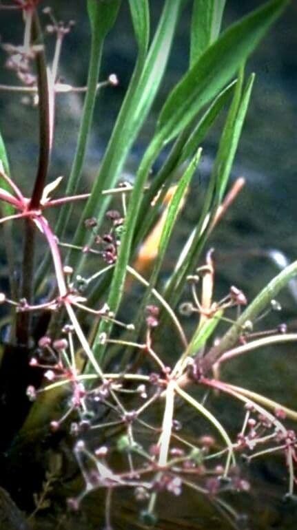 Alisma gramineo 2