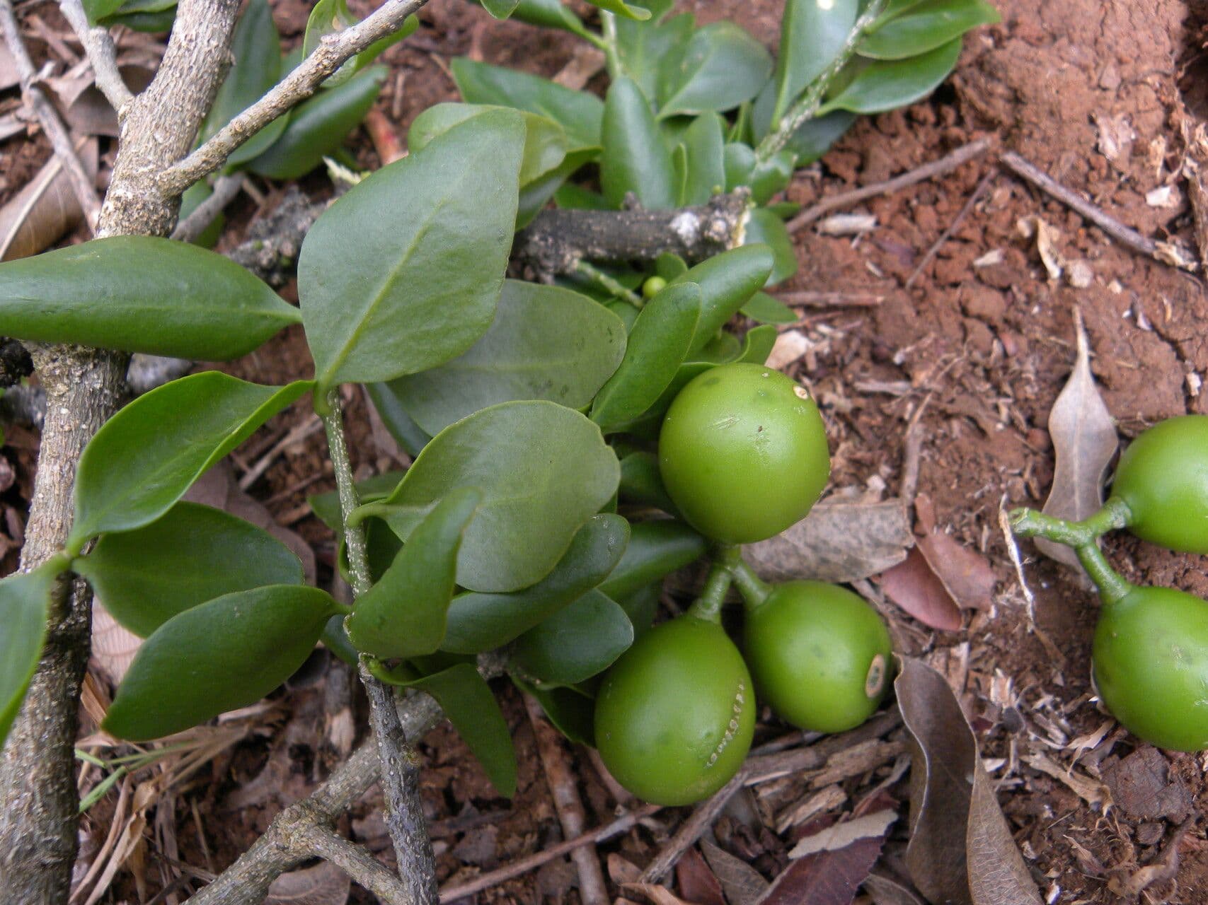 Agonandra 4
