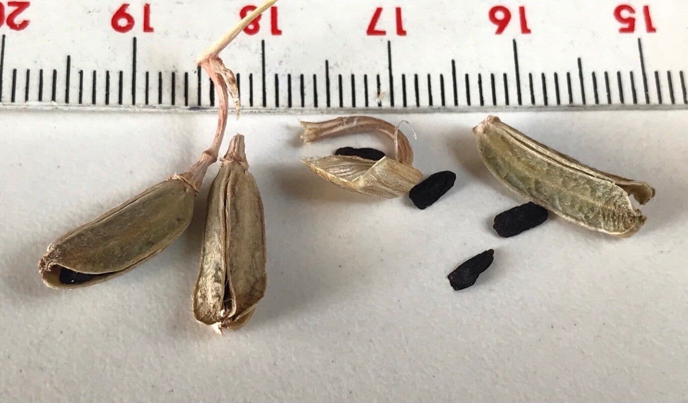 Gasteria