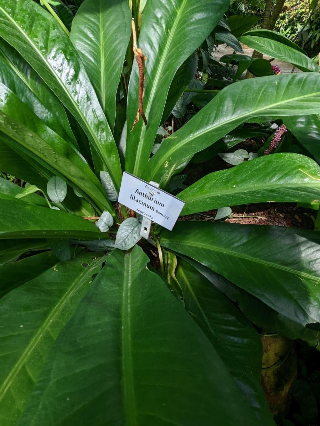 Anthurium 4