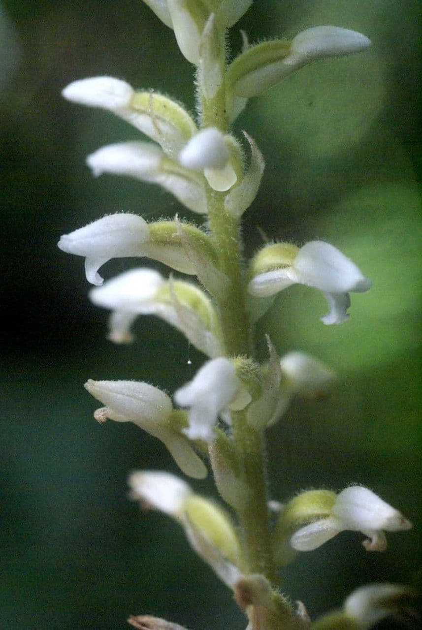 Microchilus plantagineus