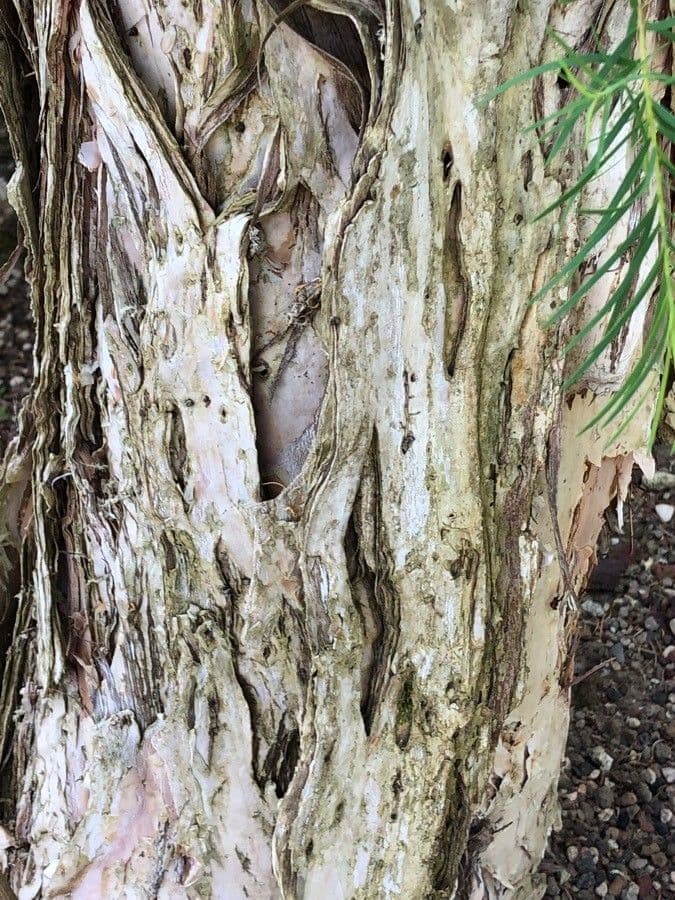 Teebaum 18