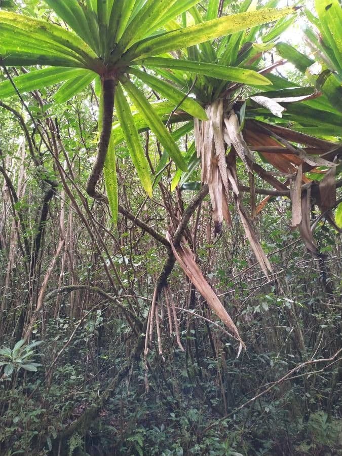 Pandanus pourpre 6