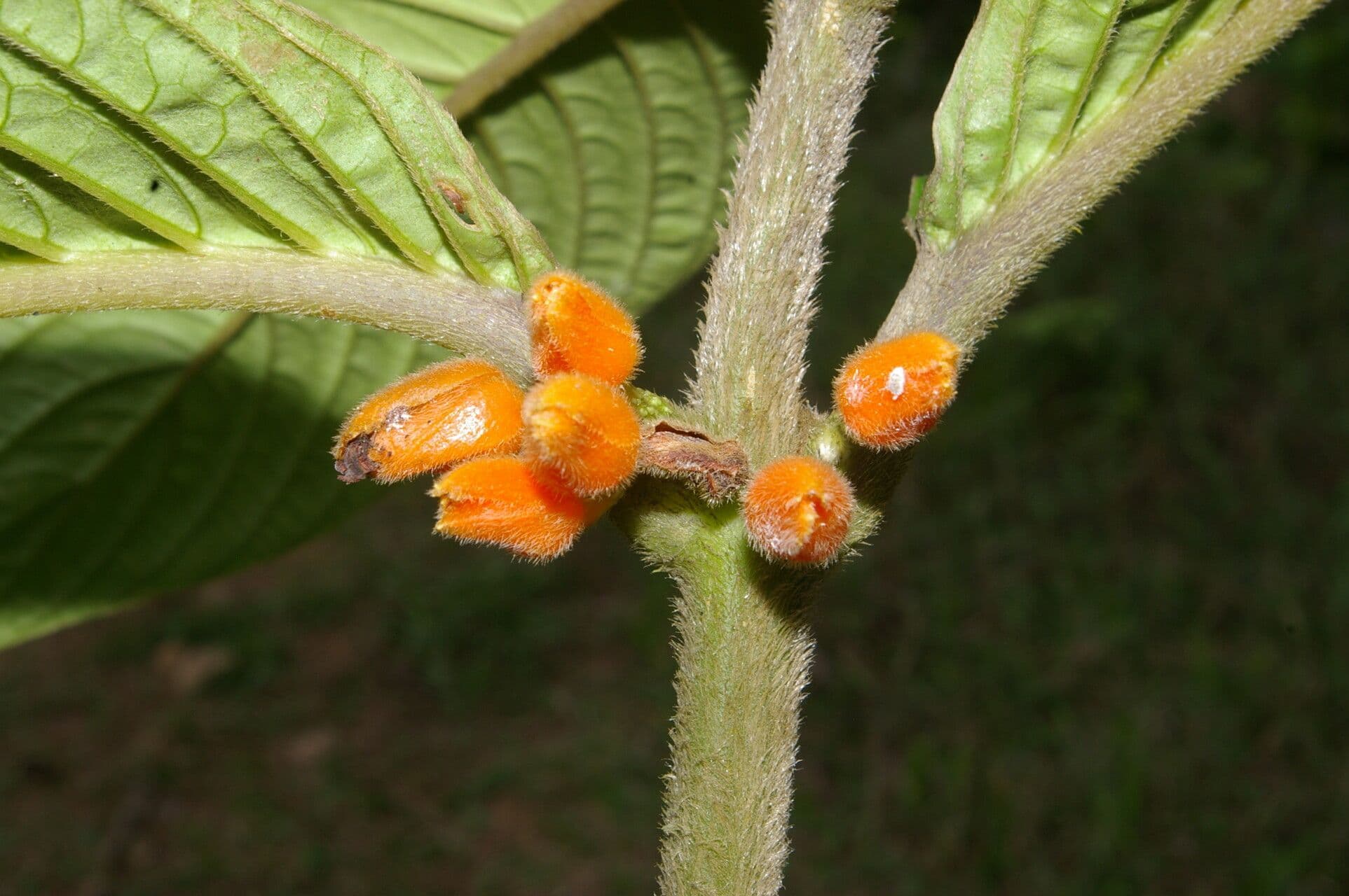 Besleria 5