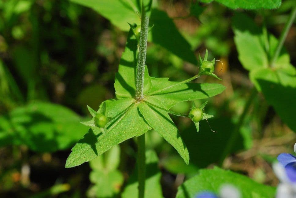 Collinsia primaverile 13