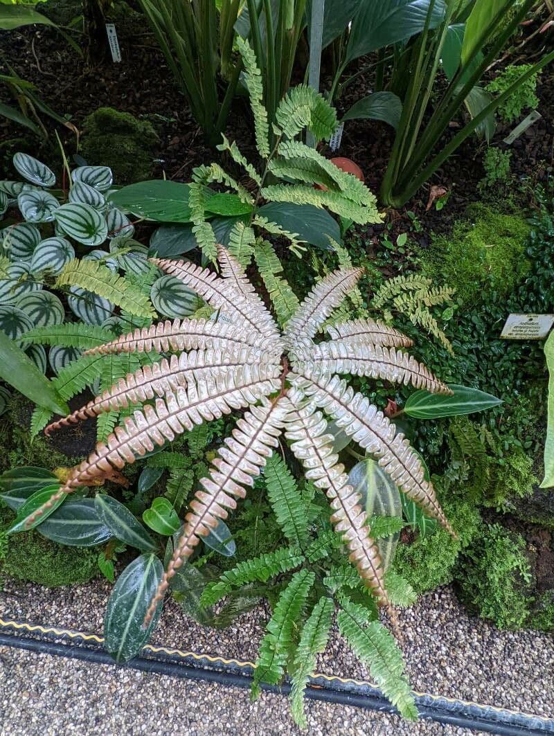 Adiantum 3