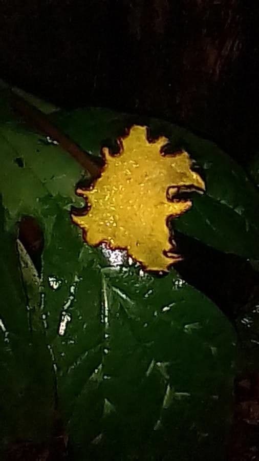 Contrayerba 9