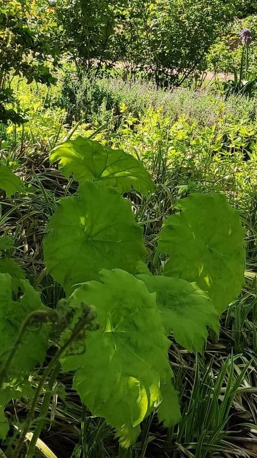 Astilboides 10