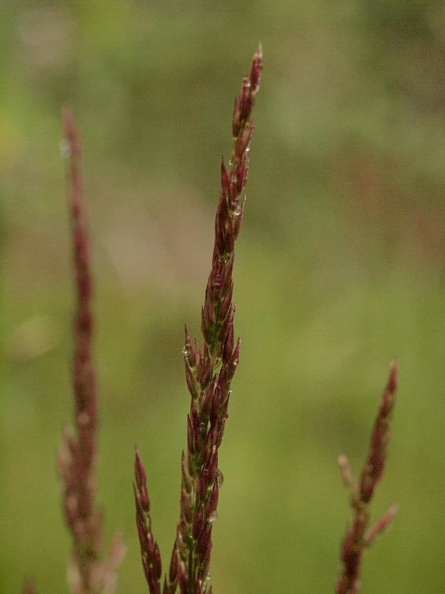 Agrostide variable