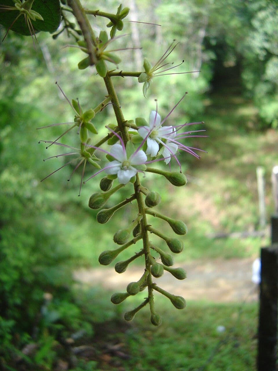 Hirtella hebeclada 3
