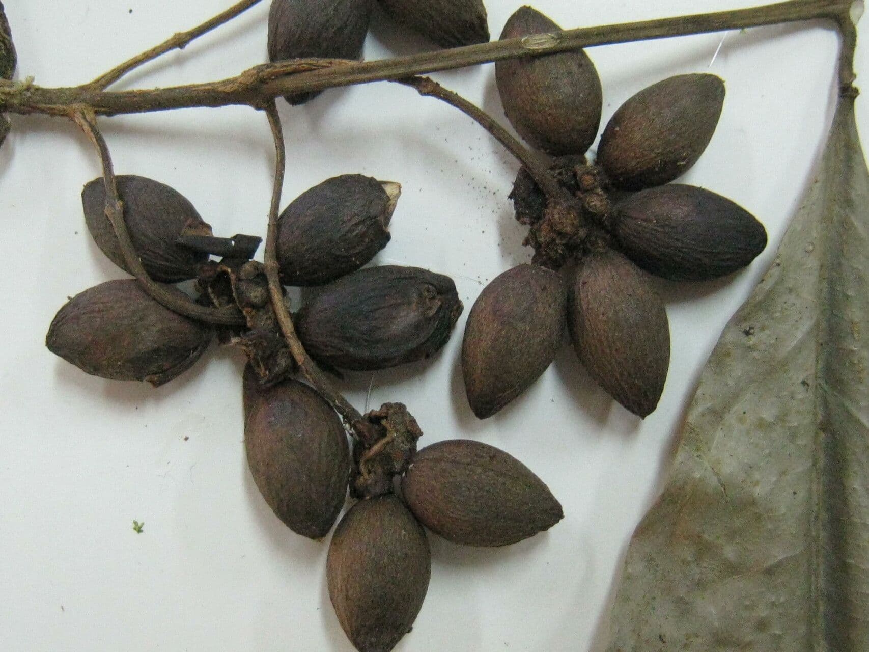 Mollinedia ovata 3