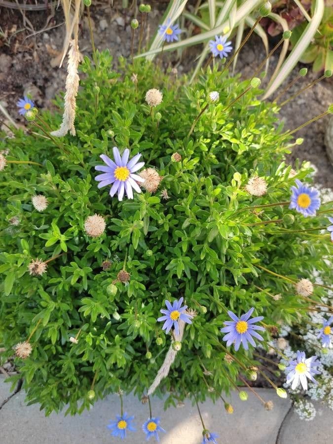 Alpen-Aster 3