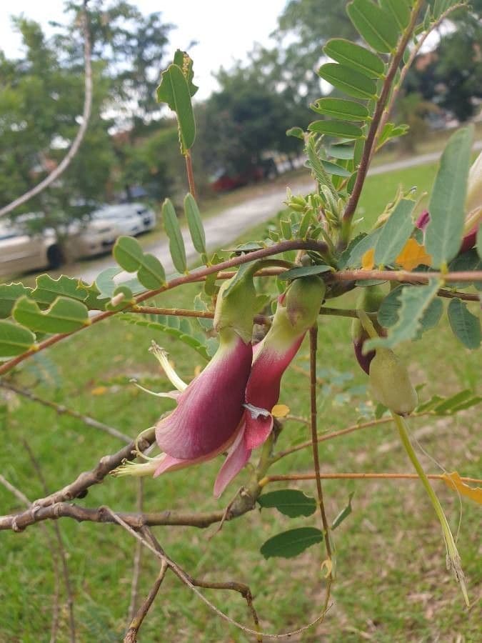 Sesbania grandiflora 7