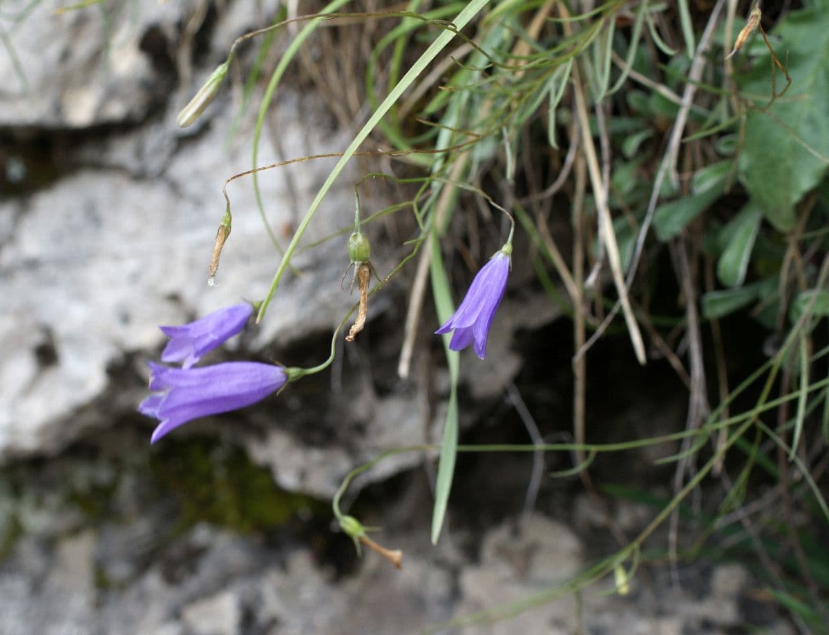 Campanula stenocodon 7