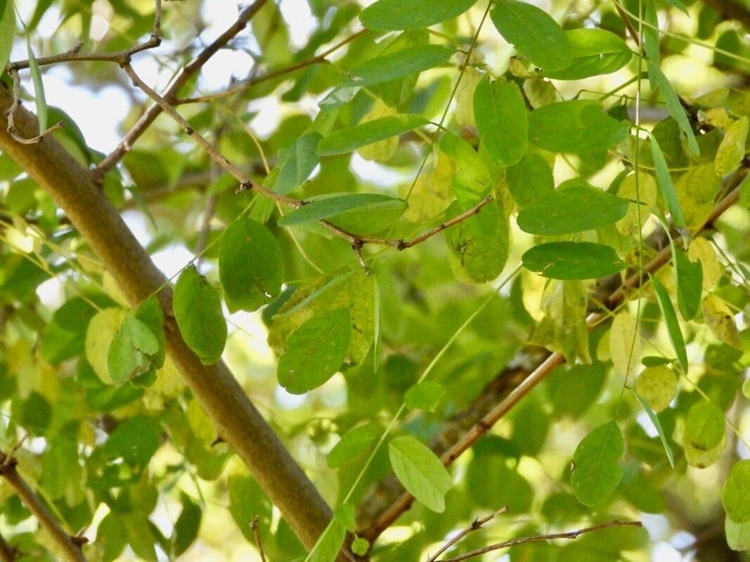 Gleditsia 5