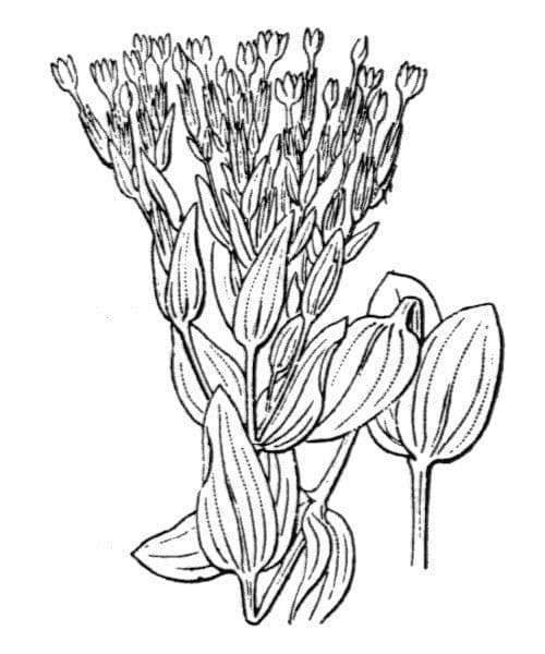 Centaurella tenuiflora 21