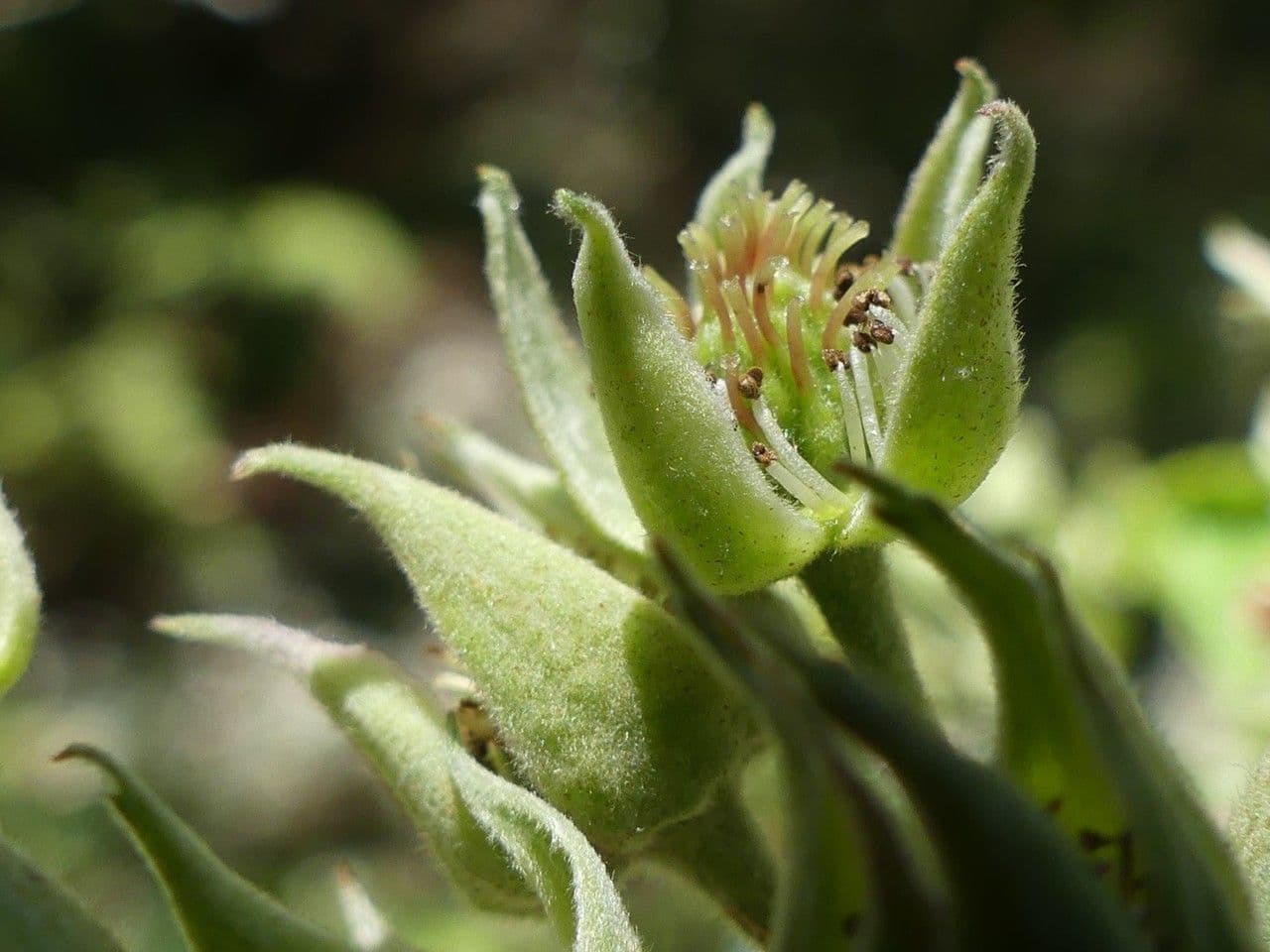 Rubus apetalus 3