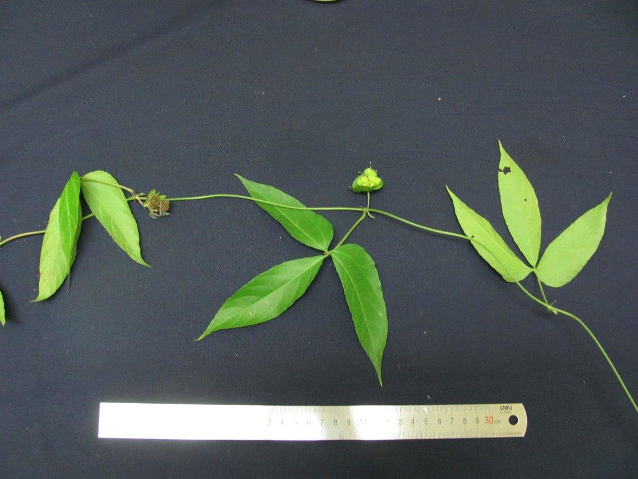 Dalechampia 24