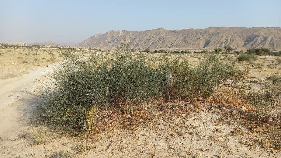 Calligonum 2