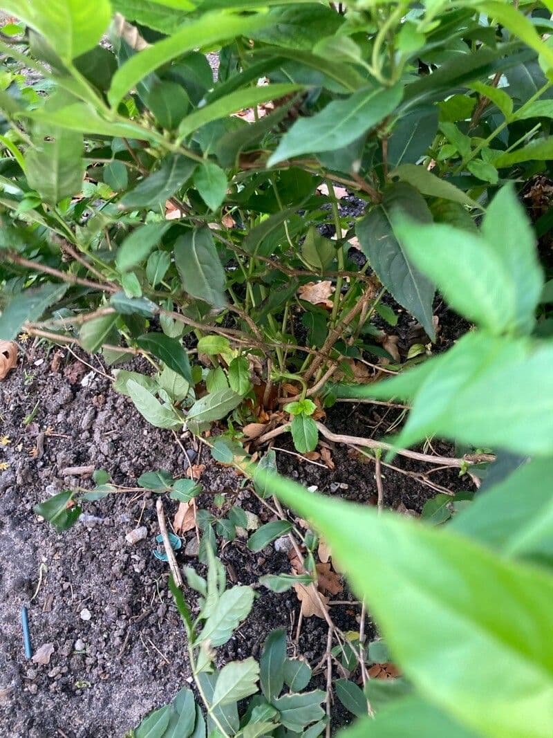 Busch-Honeysuckle 15