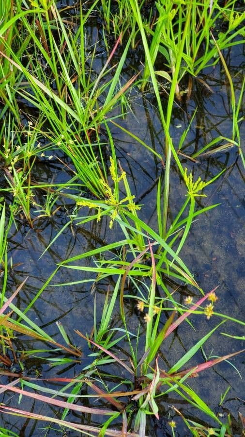 Šáchor jednovicatý 13