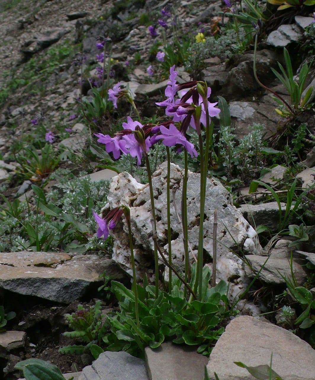Primula 3
