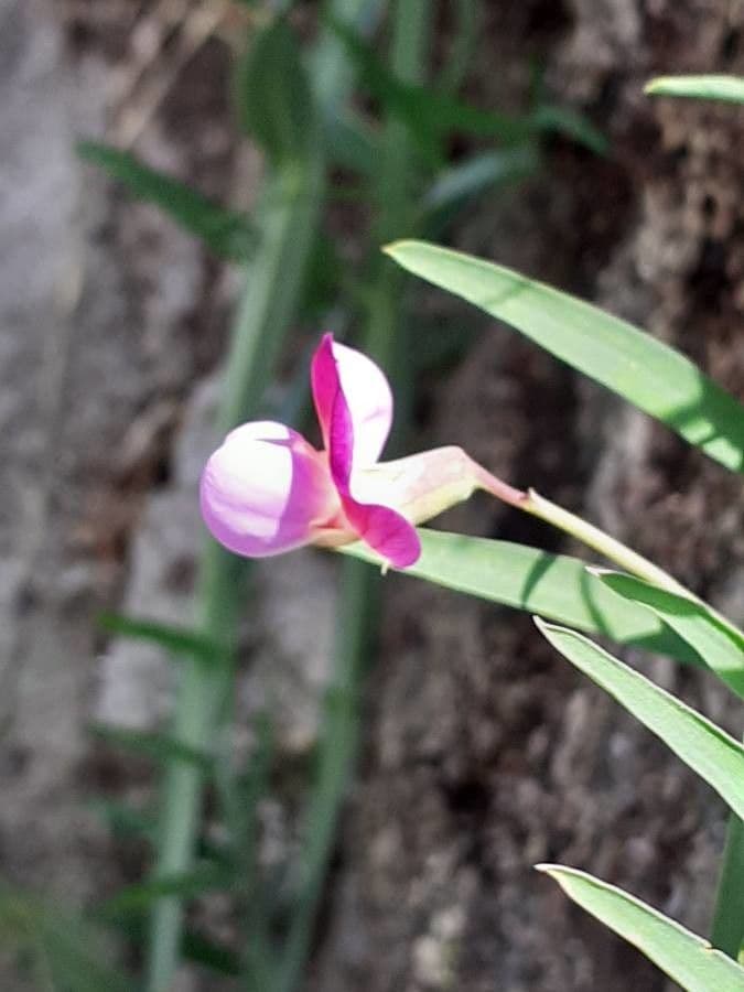 Cicerchia clymenum 7