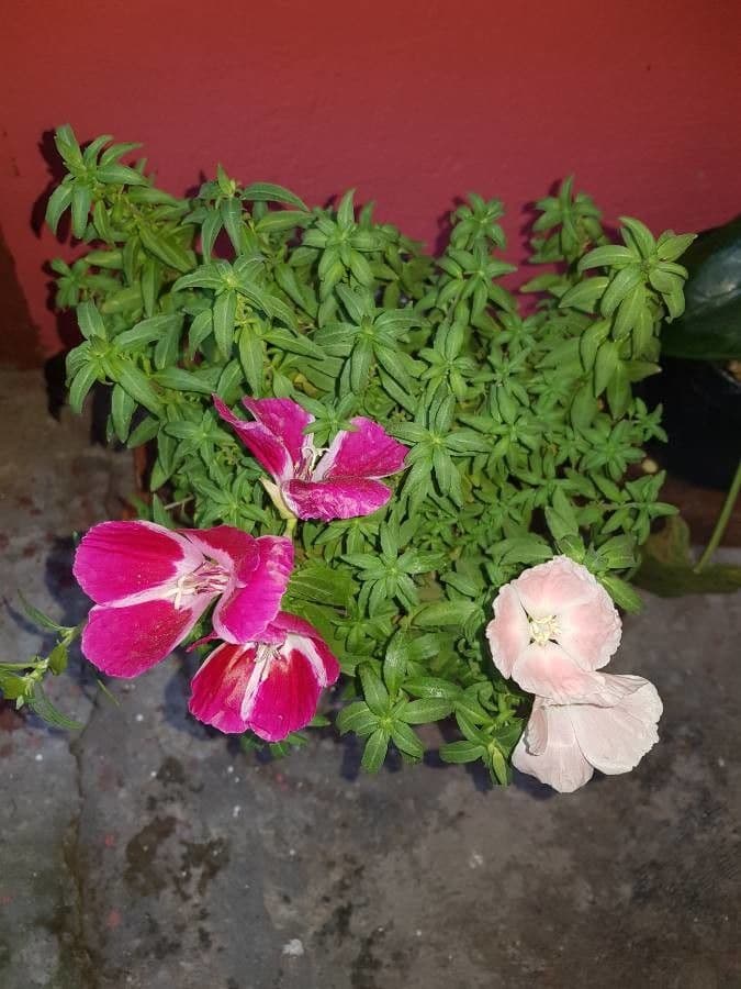 Clarkia amoena