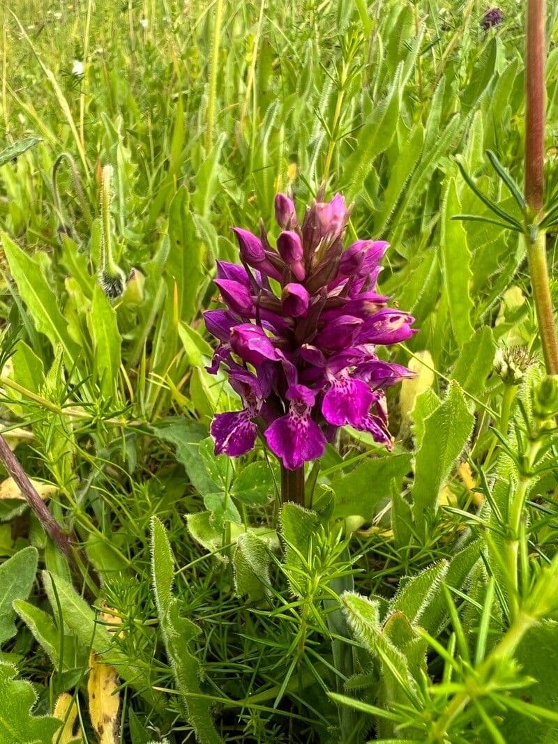 Orchidea palustre purpurea 5