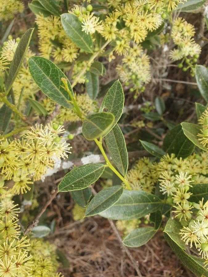 Boscia 4