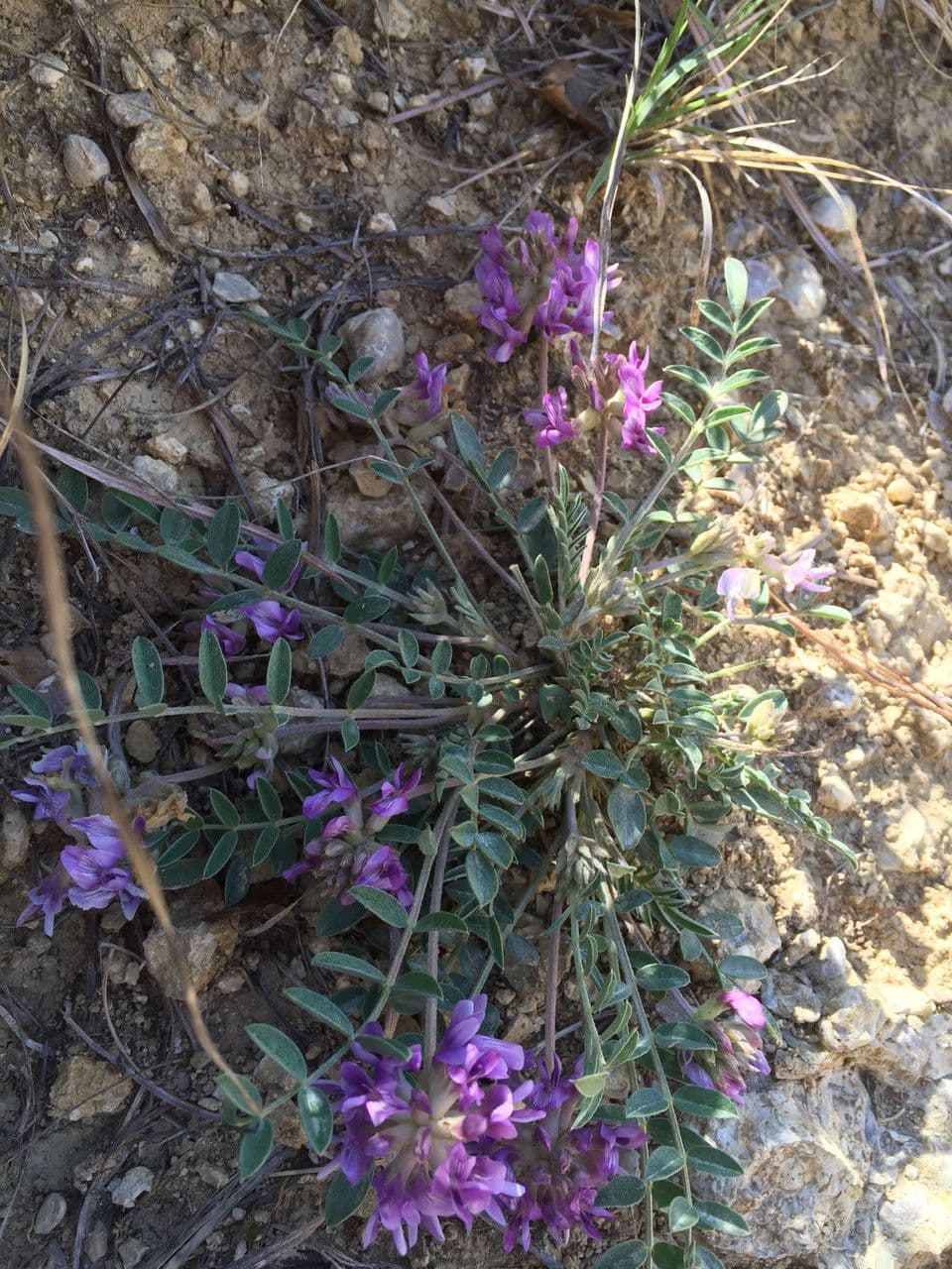 Astrágalo lotiforme 3
