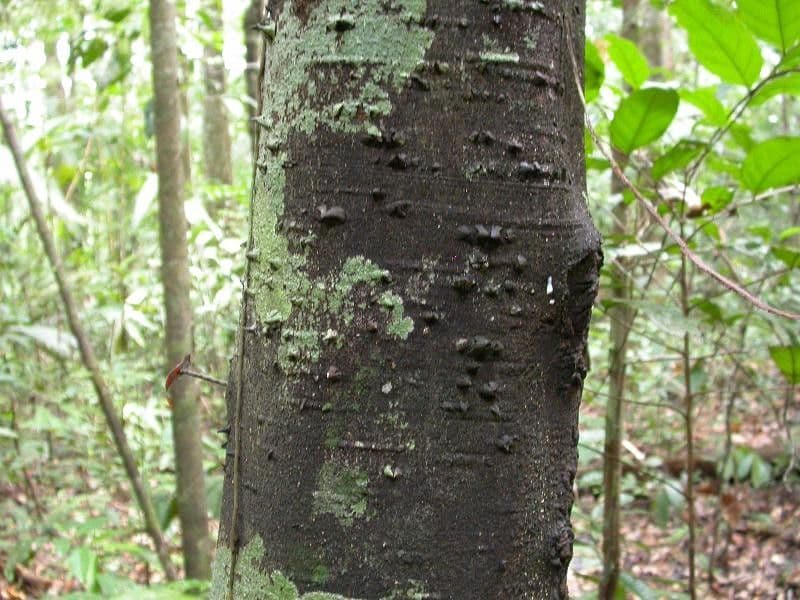Lacmellea