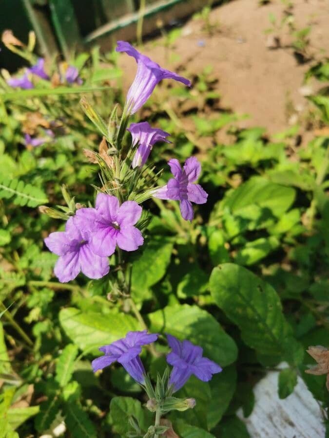Ruellia nudiflora 3