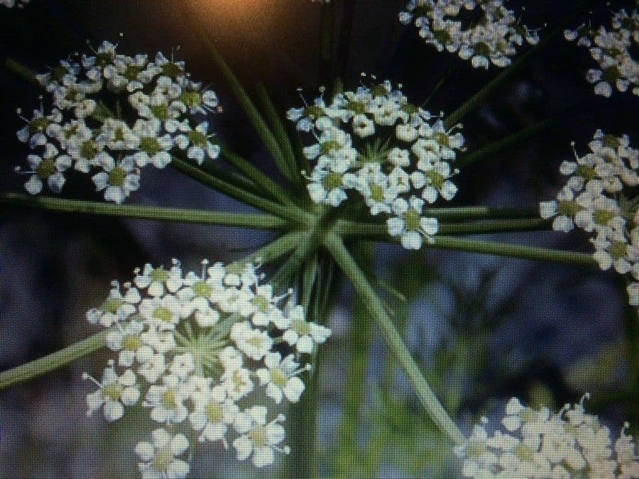Ferula